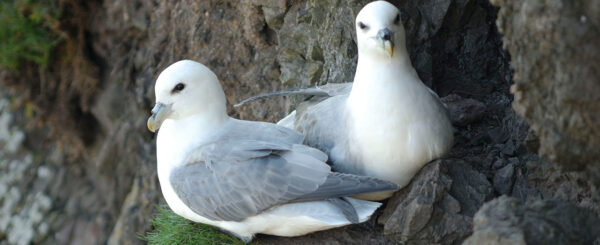 Pair of Fulmar seabirds on the cliffs at Balcary