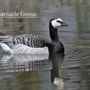 Barnacle Geese