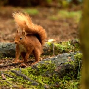 Red Squirrel Photo: Eric Hampson
