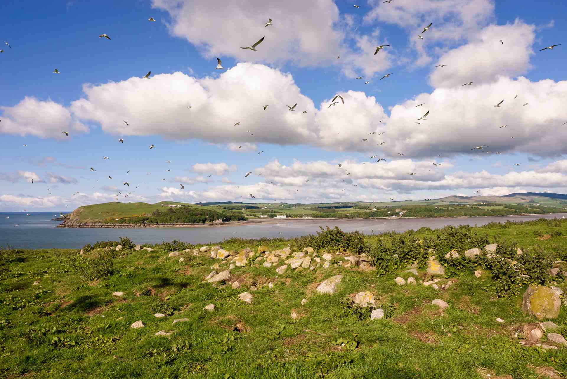 What Birds Can I See From Destination Balcary?