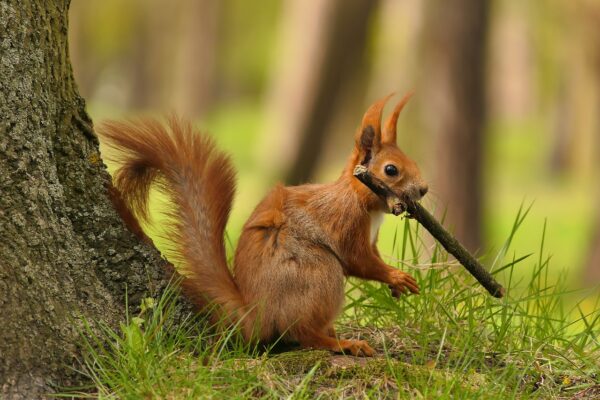 Woodland Red Squirrel