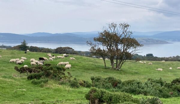 Autumn on the hills at Airds of Balcary Farm