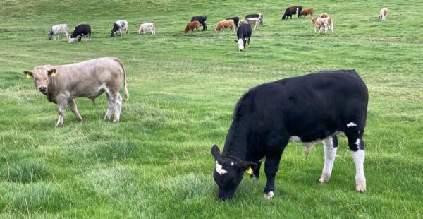 Cattle grazing at Airds of Balcary Farm