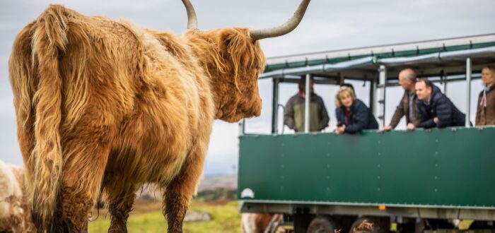 Kitchen Coos & Ewes