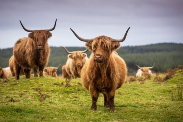 Kitchen Coos & Ewes, near Dumfries